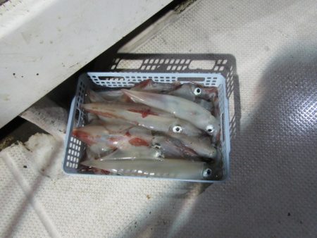 ジギング船 BLUEWATER 釣果