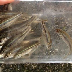 近所の水路で入れ食いを楽しむ