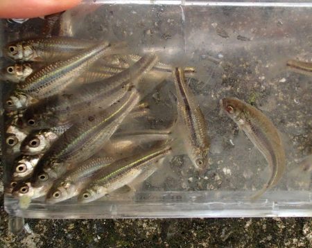 近所の水路で入れ食いを楽しむ