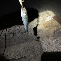 メバリングのはずが・・・