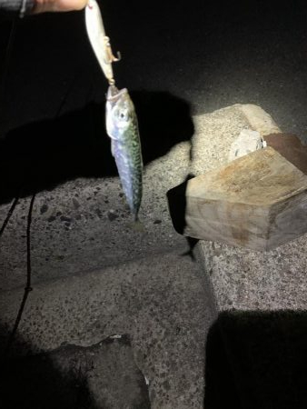 メバリングのはずが・・・