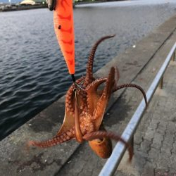 おくとぱっしんぐ! 新子ゲット