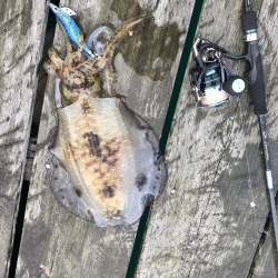 初親イカ＋キロアップ