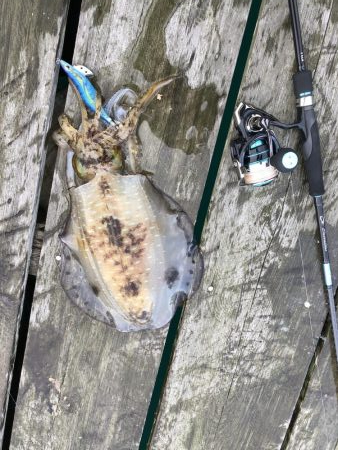 初親イカ＋キロアップ