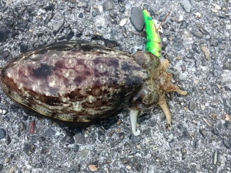 俺のフルドラグが唸りました