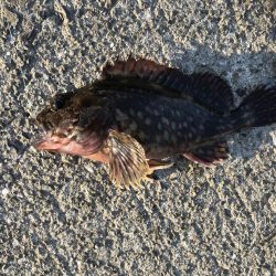 二匹目のドジョウならず