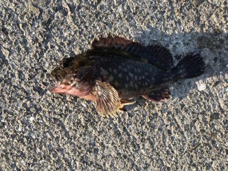 二匹目のドジョウならず