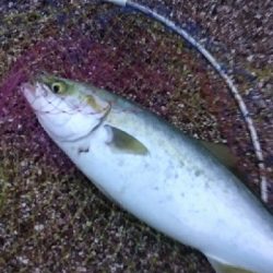 ナブラがわき、やず47cm