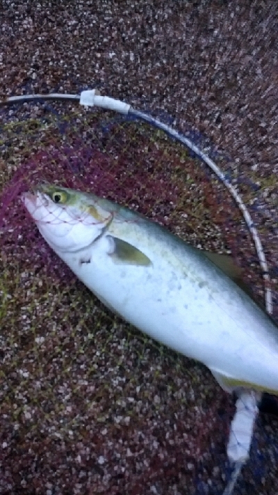 ナブラがわき、やず47cm