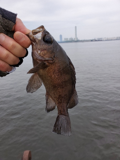 青物不発でライトゲームで休憩