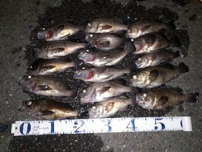 オフショアライトフィッシング