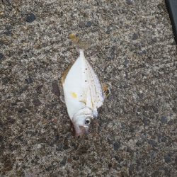 久しぶりの投稿です。