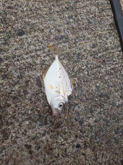 久しぶりの投稿です。