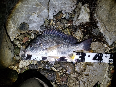 反応の薄い日の一匹✨