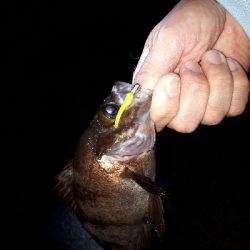 三密ポイントを回避してからのアジング