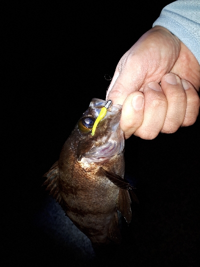 三密ポイントを回避してからのアジング