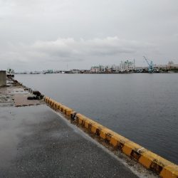 ちっちゃなキジハタ