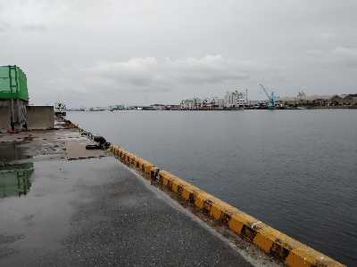 ちっちゃなキジハタ