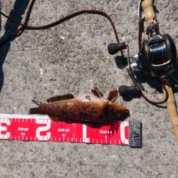 コブダイ当たり