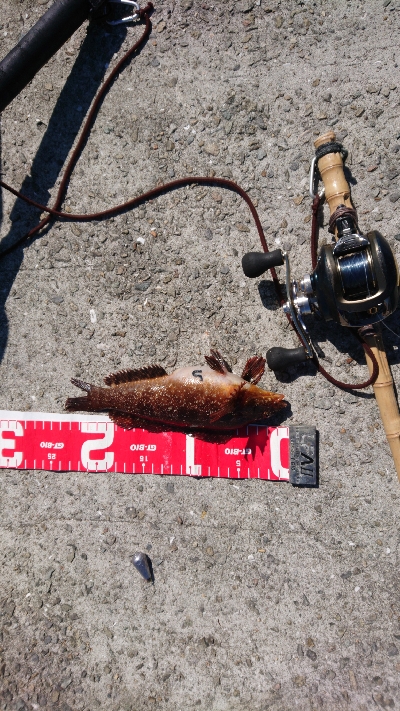 コブダイ当たり