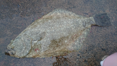 久しぶりの良い釣果