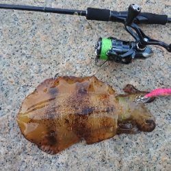 仕事終わりエギング