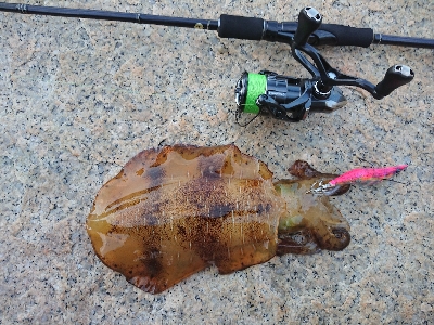 仕事終わりエギング