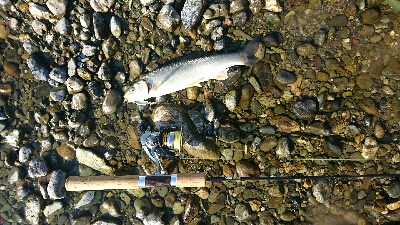 今年初ウグイング