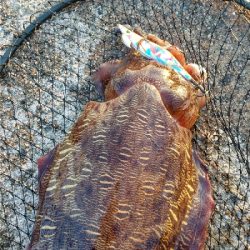 コウイカの親イカ