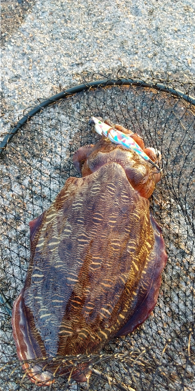 コウイカの親イカ