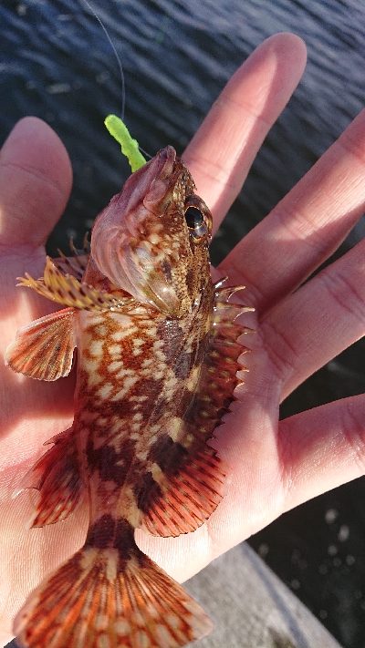 青物狙いワインド