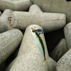 久しぶりの釣りです。