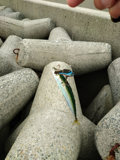 久しぶりの釣りです。