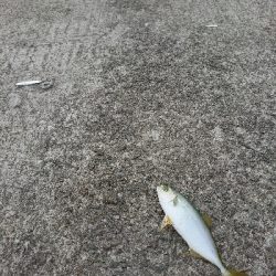 サゴシ ハマチ狙い