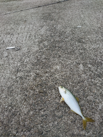 サゴシ　ハマチ狙い