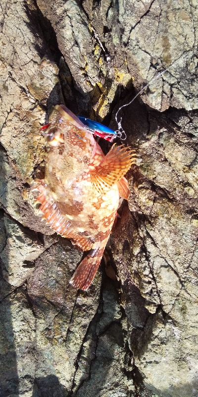 久しぶりの釣り