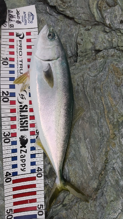 メジロと思ったのに