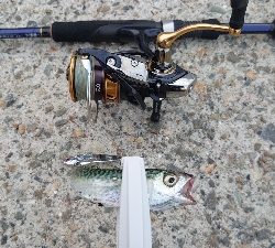 ダイソーバイブ