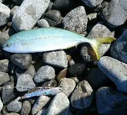 浜ランガンガン