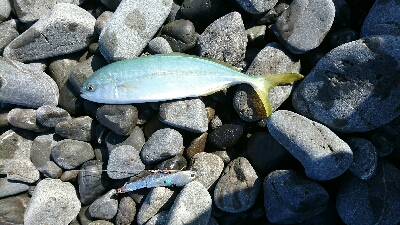 浜ランガンガン