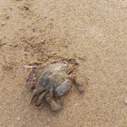 久しぶりの釣り