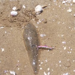 ライトショアジギング