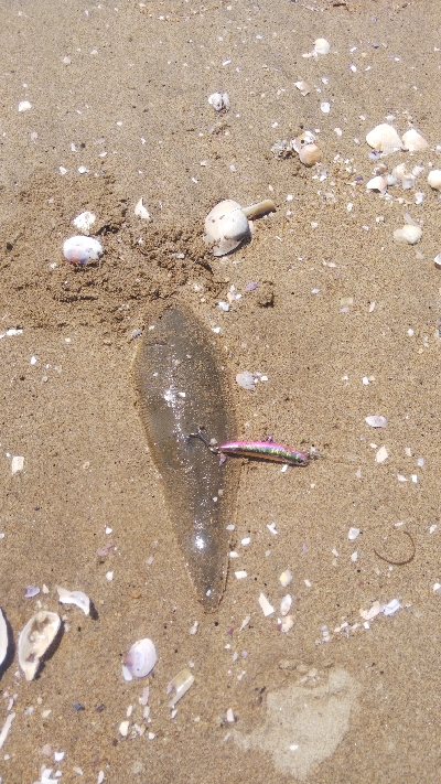 ライトショアジギング