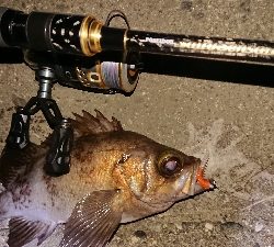 メバルはとりあえずクリア系で!