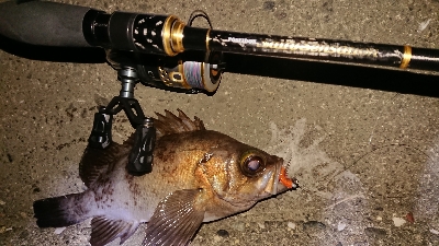 メバルはとりあえずクリア系で！