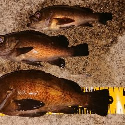 ジグ単でこのサイズは満足