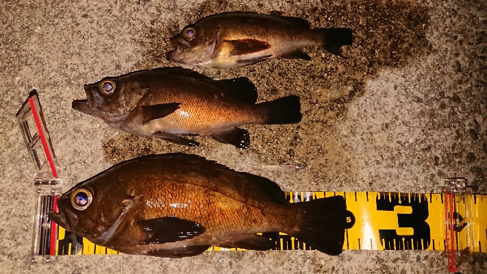 ジグ単でこのサイズは満足