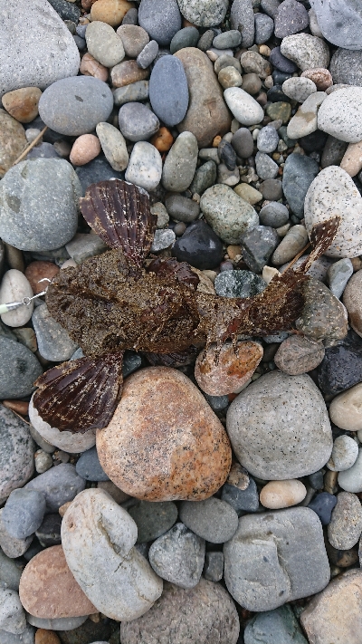 ジギングで予想外の魚