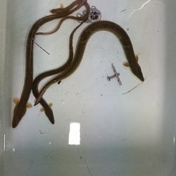 久しぶりのやつ