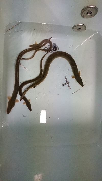 久しぶりのやつ